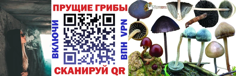 Купить  Калязин  Псилоцибиновые грибы мицелий 
